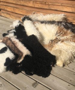 DIY Sheep Crafts | At Home Sheepskin Tanning | Shepherd Like A Girl