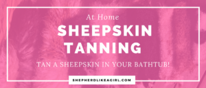 DIY Sheep Crafts | At Home Sheepskin Tanning | Shepherd Like A Girl